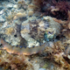 Image for article titled Can you detect the stealth animals hiding in all these pictures?